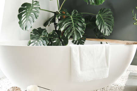 Interior of modern light bathroom. Cozy bathroom interior background with big white bathtub, natural green plant.の写真素材