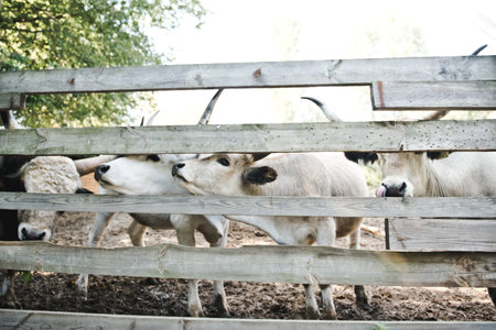 Group of cows behind wooden fence on farm pasture fields in the countryside. Cows on a farm behind a...