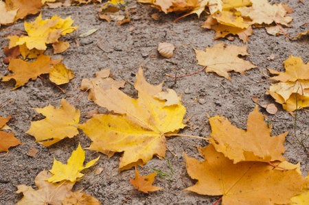 Colorful autumn leaves. Orange Autumn Leaves Backgroundの写真素材
