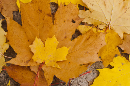 Colorful autumn leaves. Orange Autumn Leaves Backgroundの写真素材