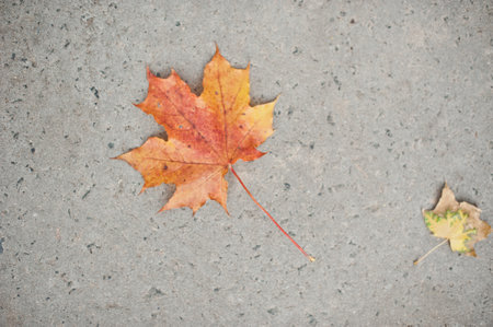 Maple leaves in park, close-up. Colorful autumn leaves. Orange Autumn Leaves.の写真素材