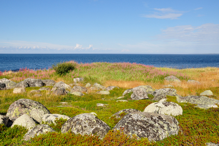 Coast of the White Sea and tundra vegetation on the Bolshoi Island Zayatsky Solovetsky Archipelago, Russiaの写真素材