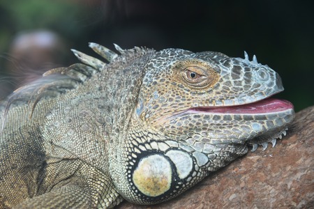 The head of the green iguana closeup.の写真素材