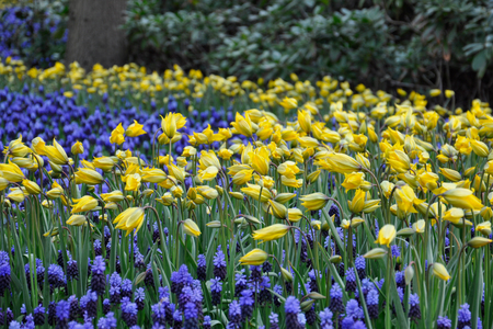 Glade with yellow daffodils and blue Muscari between them.の写真素材