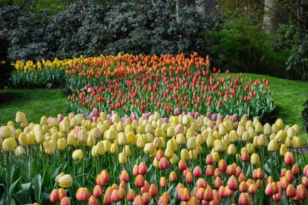 Colorful tulips in the Keukenhof, the Netherlands.の写真素材