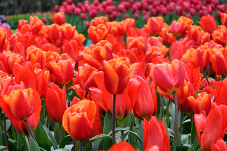 Beautiful red tulips. Spring floral background. Tulips close up.の写真素材