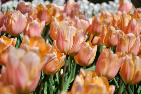 Very delicate yellow-pink tulips in the spring garden.の写真素材