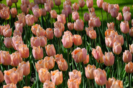 Very delicate yellow-pink tulips in the spring garden.の写真素材