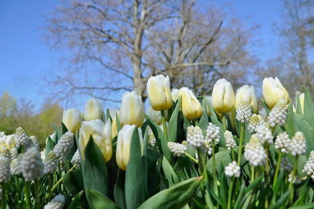 Beautiful white tulips in closeup in the Keukenhof, the Netherlands.の写真素材