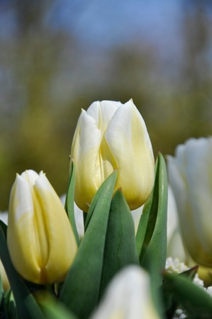 Beautiful white tulips in closeup in the Keukenhof, the Netherlands.の写真素材