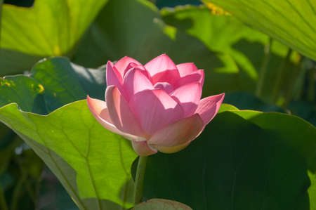 Close-up of a pink Indian Lotus flower in the Bay on a Sunny summer day.の写真素材
