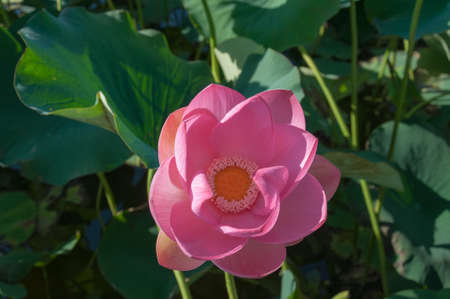 Close-up of a pink Indian Lotus flower in the Bay on a Sunny summer day.の写真素材