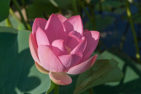 Close-up of a pink Indian Lotus flower in the Bay on a Sunny summer day.の写真素材