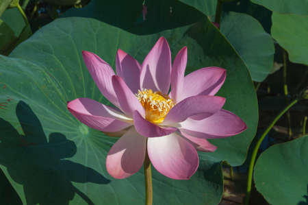Close-up of a pink Indian Lotus flower in the Bay on a Sunny summer day.の写真素材