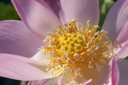 Close-up of a pink Indian Lotus flower in the Bay on a Sunny summer day.の写真素材