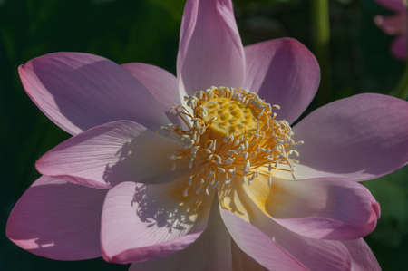 Close-up of a pink Indian Lotus flower in the Bay on a Sunny summer day.の写真素材