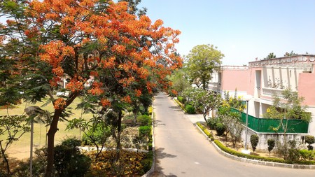 A GulMohar tree blossoming in Summer.の写真素材