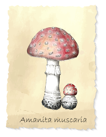 Amanita mushrooms. Hand drawn pencil painting on vintage background. Vector illustrationの写真素材