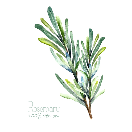 Watercolor rosemary. Hand draw rosemary illustration. Herbs vector object isolated on white background. Kitchen herbs and spices banner.の写真素材