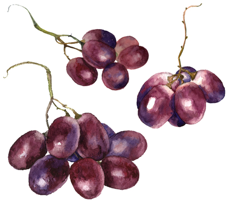 Set of watercolor grape. Vector.のイラスト素材