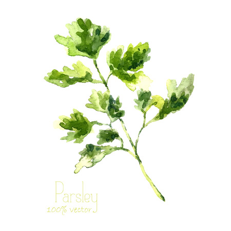 Watercolor branch of parsley. Hand draw parsley illustration. Herbs vector object isolated on white background. Kitchen herbs and spices banner.のイラスト素材