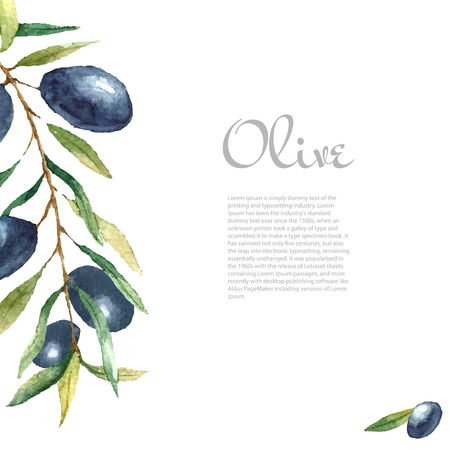 Watercolor black olive branch on white background . Hand drawn isolated natural vector object with place for text. Healthy and natural card designのイラスト素材