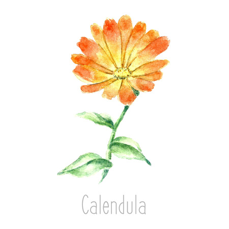 Hand drawn watercolor botanical illustration of the calendula plant. Calendula drawing isolated on the white background. Medical herbs illustration, herbarium.vectorのイラスト素材