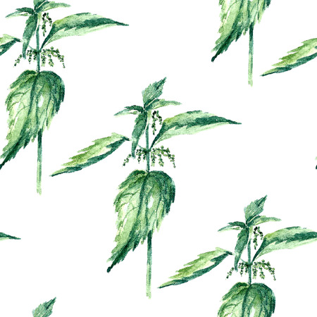 Hand drawn watercolor botanical illustration of the nettle plant. Nettle drawing isolated on the white background. Medical herbs illustration, herbarium. seamless pattern. vectorのイラスト素材