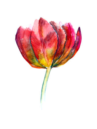 Yellow and blue tulips on white background. Spring floral set. Watercolor and graphic botanical illustration.の写真素材