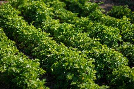 parsley grows in the garden in an environmentally friendly placeの写真素材