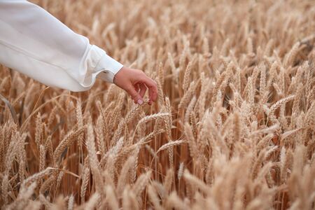 hand touches wheat ears, free space for textの写真素材