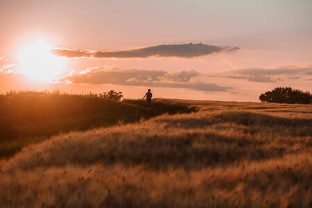 beautiful sunset on a wheat field, spring, summer, eco-friendly place, free space for textの写真素材