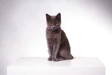 gray cat sitting gracefully on a table, stray cat, free space for textの写真素材