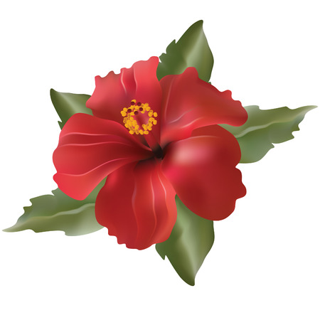 red flower-Hibiscus rosa on white backgroundのイラスト素材