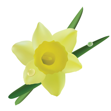 Narcissus.のイラスト素材