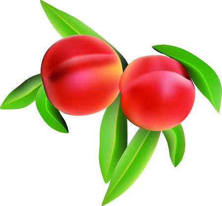 Peaches.のイラスト素材
