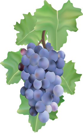The branch of grapes.のイラスト素材