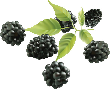 blackberries.のイラスト素材