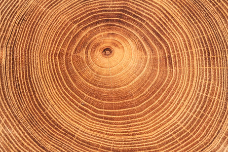 Tree timber texture for background.の写真素材