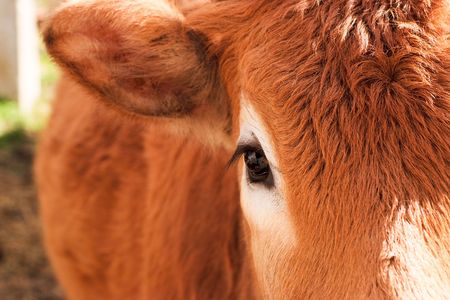 Cow face detailの写真素材