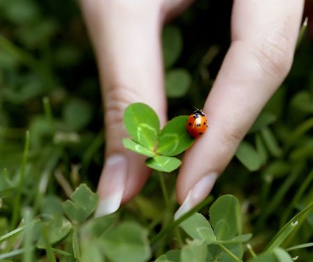Lucky shamrockの写真素材