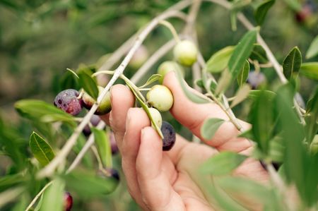 Picking olives by handの写真素材