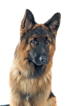 German shepherd portrait on white background  の写真素材