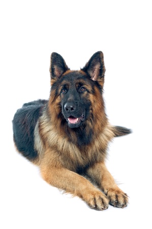 German shepherd portrait on white background の写真素材