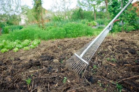 Organic vegetable garden  Fertilization with compost  の写真素材