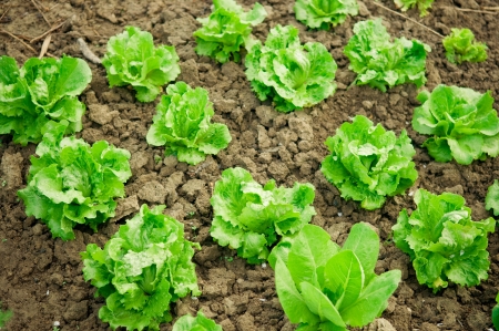 Vegetable garden  Rows of fresh lettuce plants の写真素材