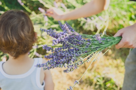 Harvesting lavender in summer の写真素材