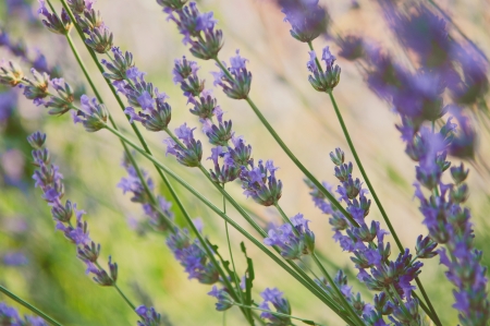 Close-up of blooming lavender flowers の写真素材