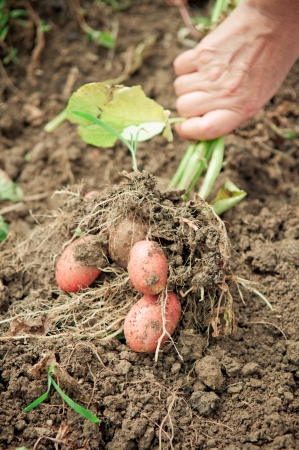Hand pulling potato plant from soil  の写真素材