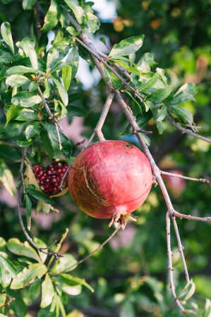 Pomegranate fruit on the treeの写真素材